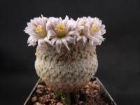 Thumbnail of 1602_Mammillaria sanchez-mejoradae_20140326_02.JPG